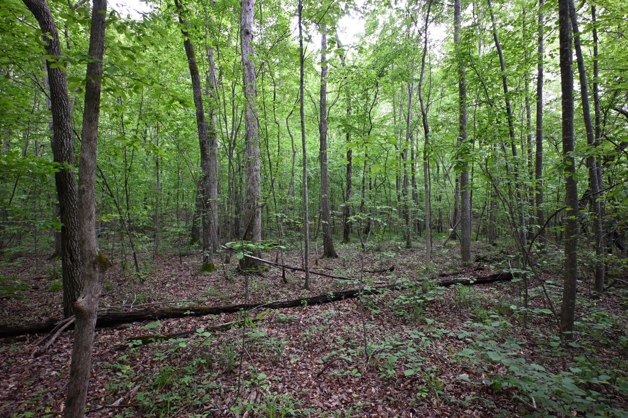 163 Fern Springs Road Hohenwald, TN 38462 - Photo 13 of 25 Gallery Image 13
