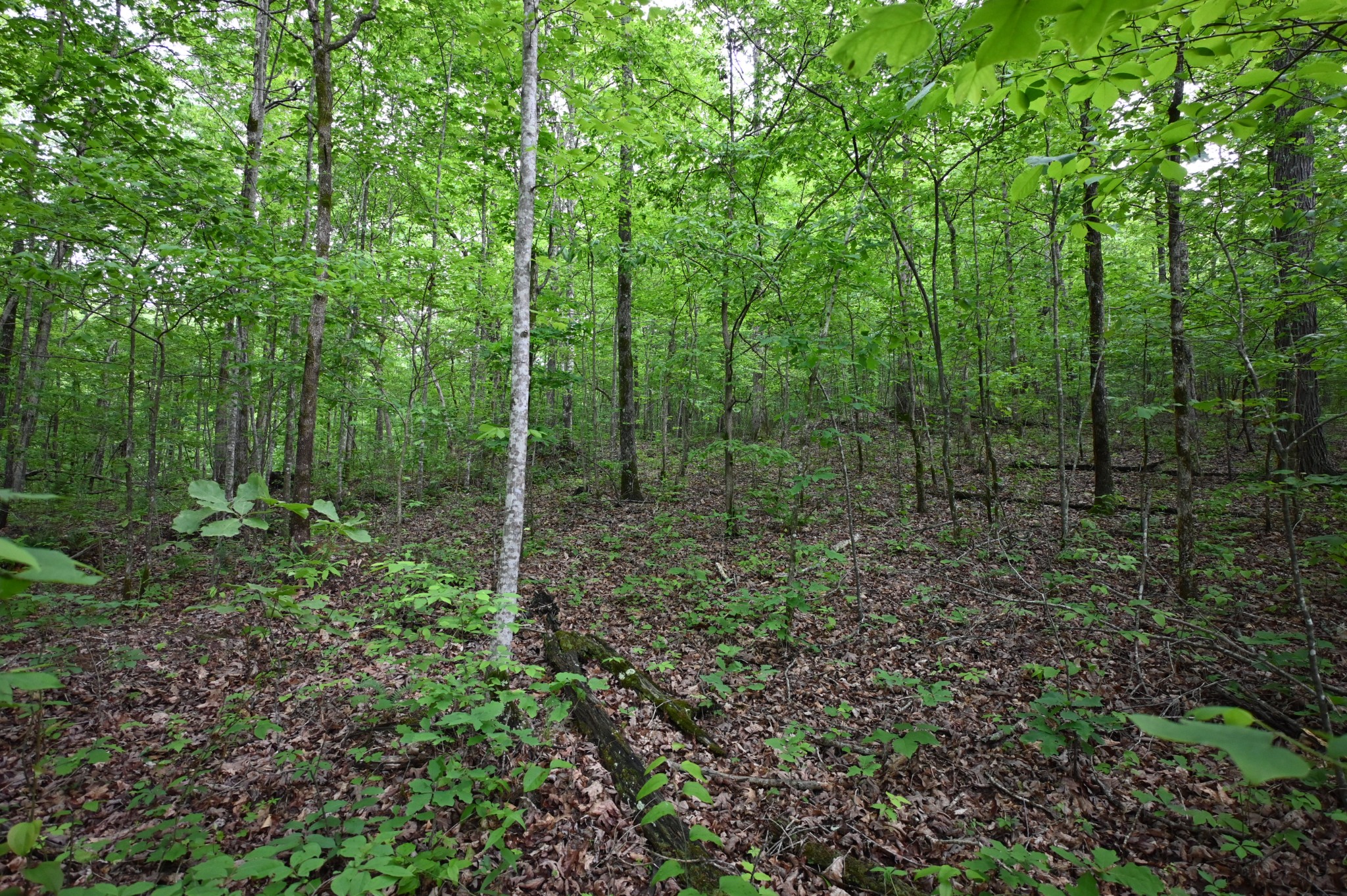 163 Fern Springs Road Hohenwald, TN 38462 - Photo 16 of 25 Gallery Image 16
