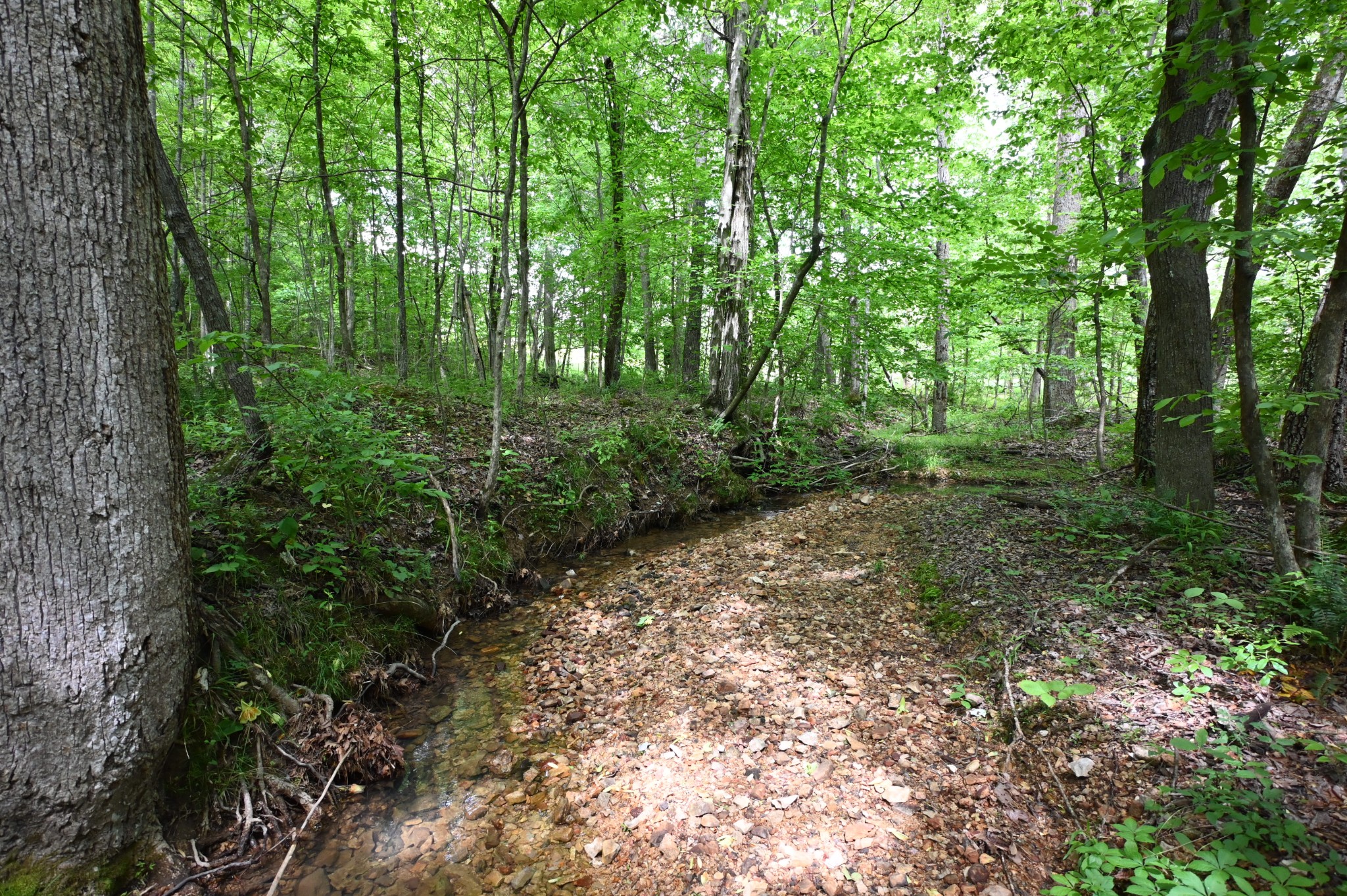 163 Fern Springs Road Hohenwald, TN 38462 - Photo 20 of 25 Gallery Image 20