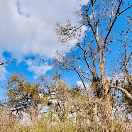 a view of a tree with a yard