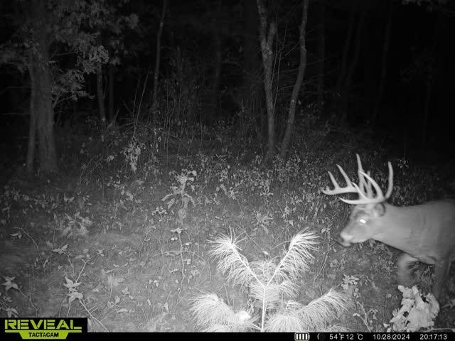 42.5-ac Freedom Wisconsin Dells, WI 53965 - Photo 8 of 42