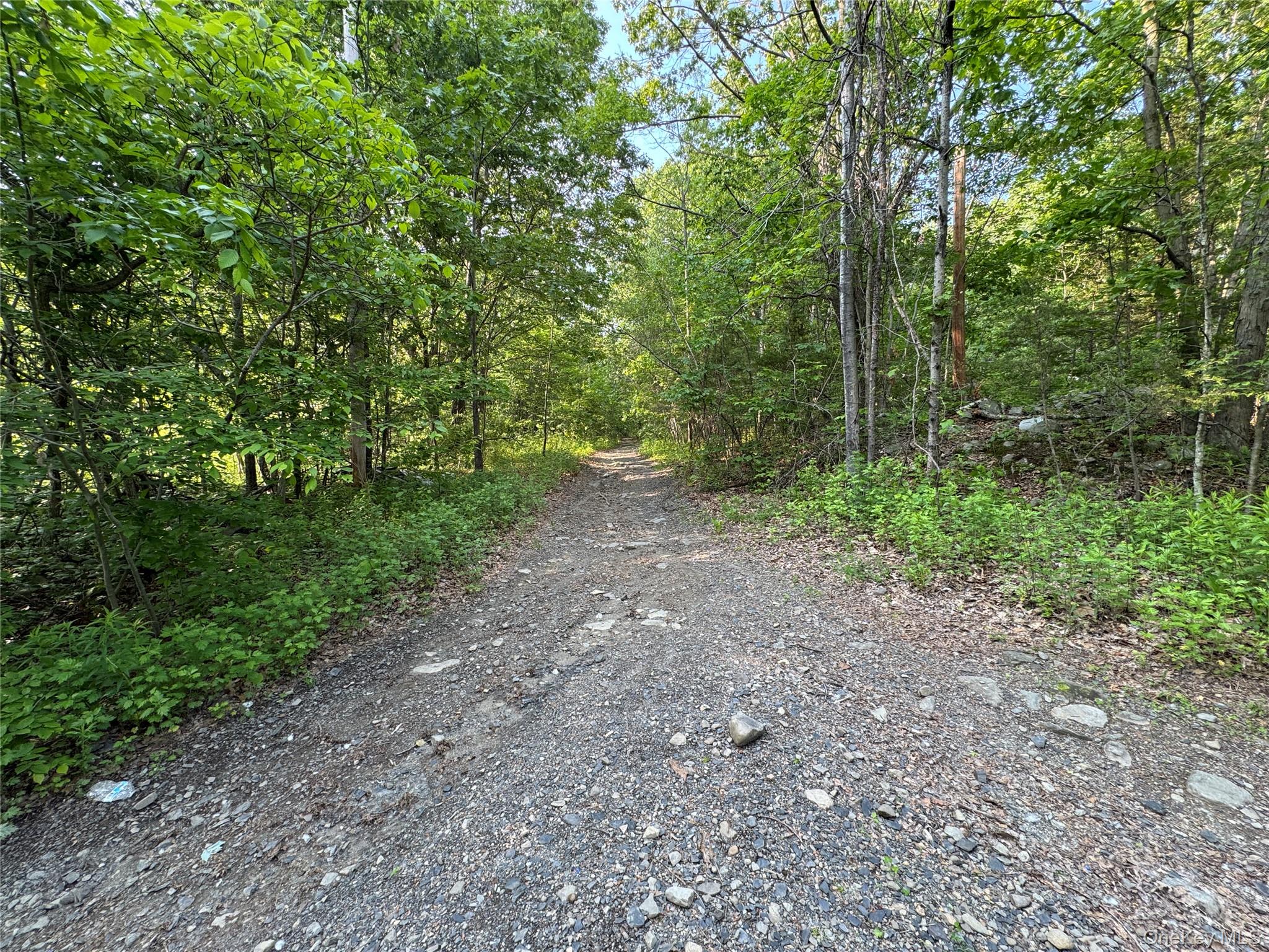 a view of a forest with trees in the background