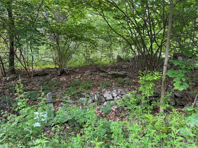 a view of a forest that has a tree