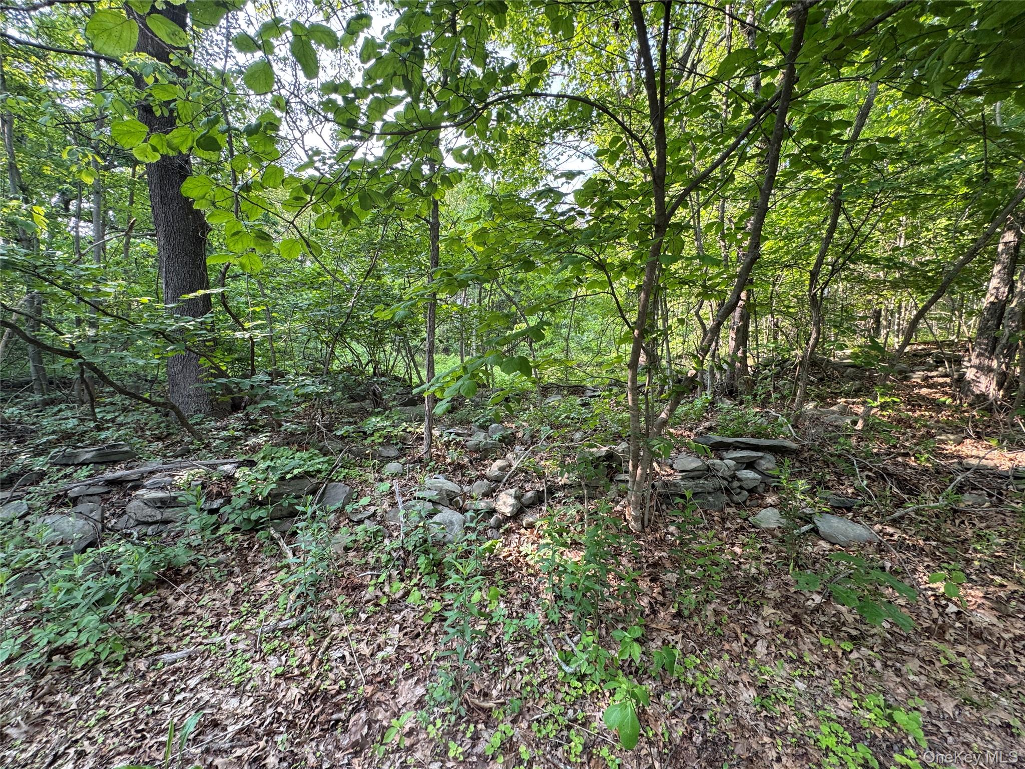24 Saul Trail Wallkill, NY 12589 - Photo 7 of 8 a view of a lush green forest with lots of trees
