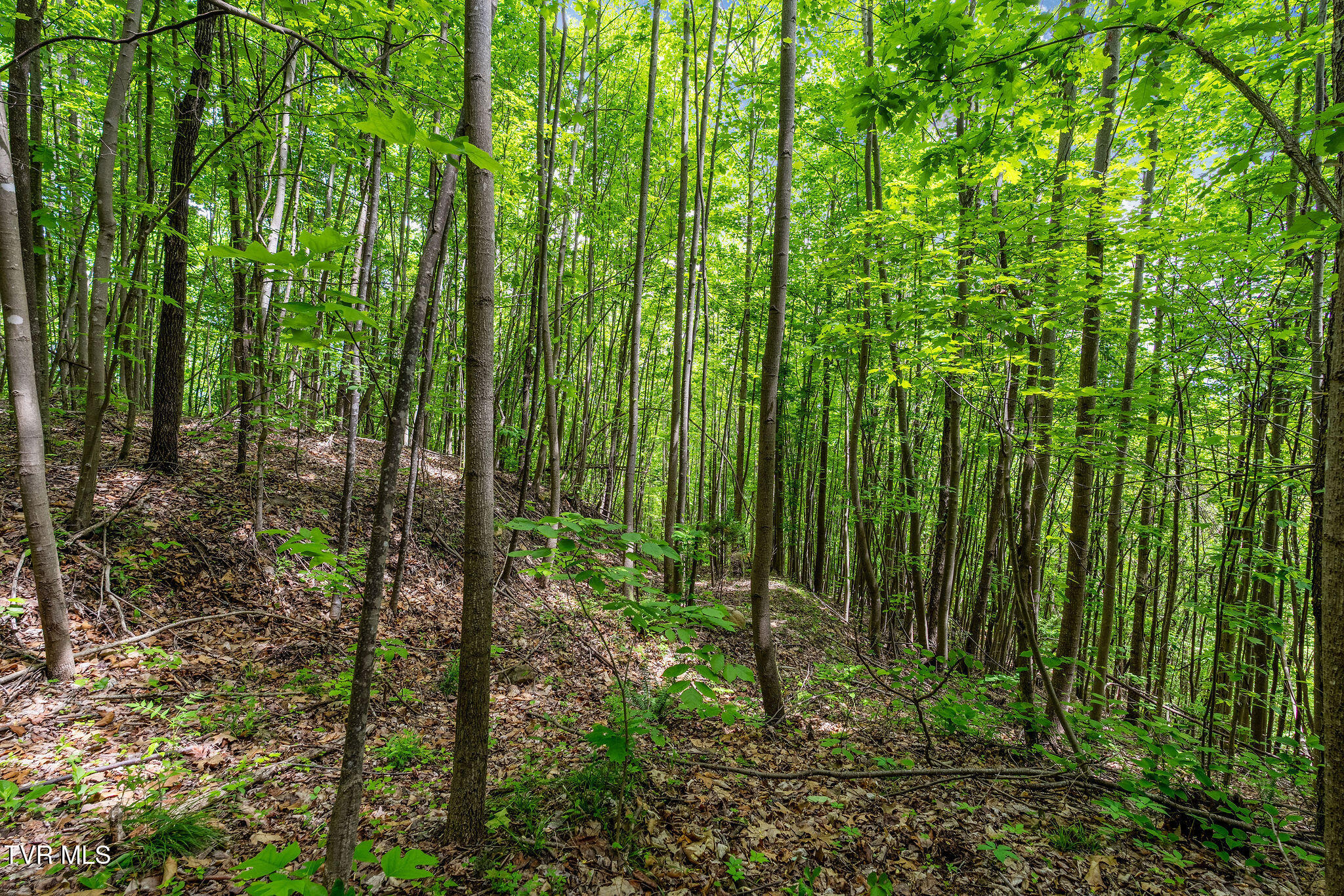 Tbd Wattenbarger Gap Road Greeneville, TN 37745 - Photo 32 of 41 DSC08340
