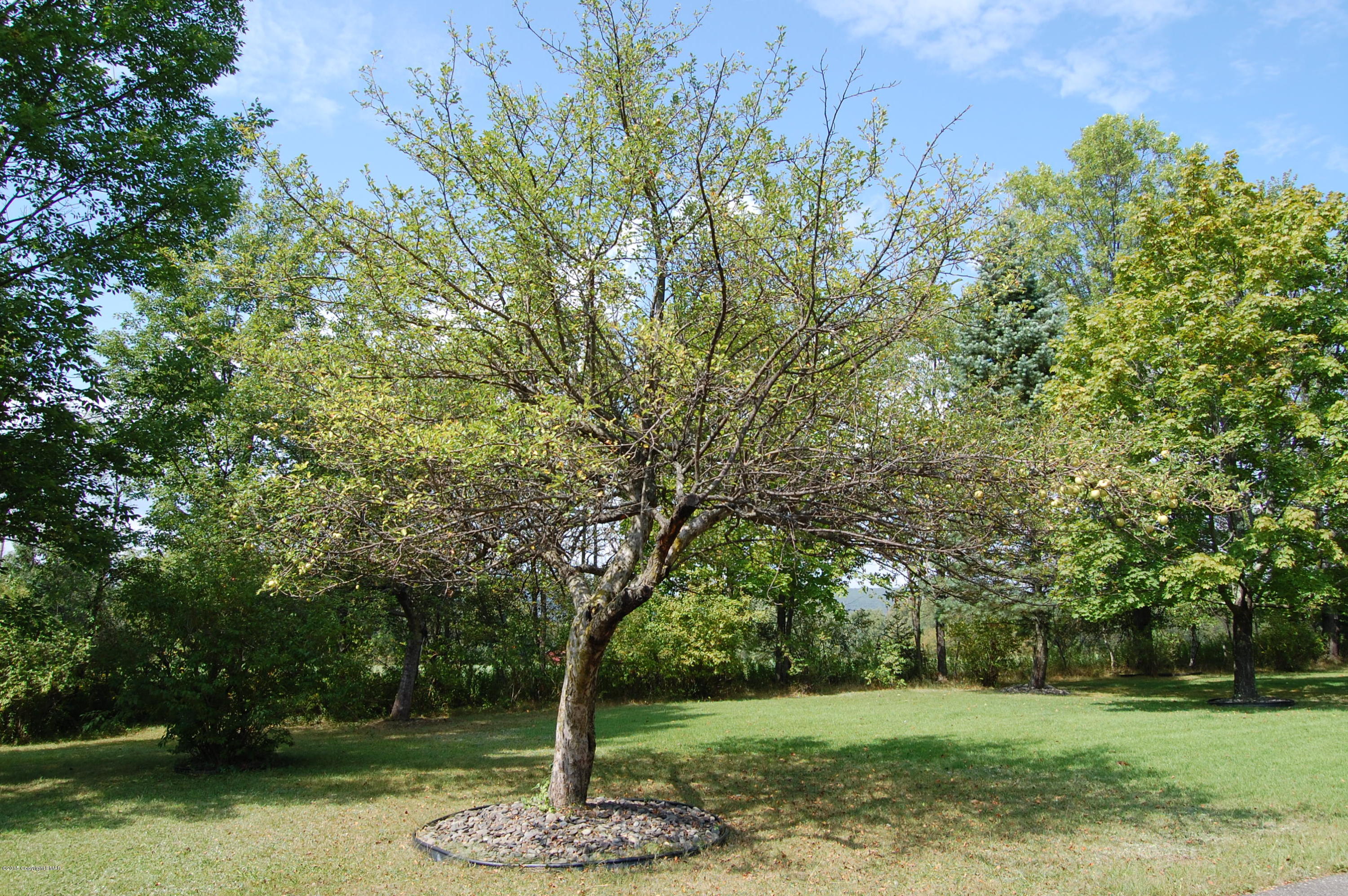 2106 Mountain Road Stroudsburg, PA 18360 - Photo 4 of 19 Apple Tree