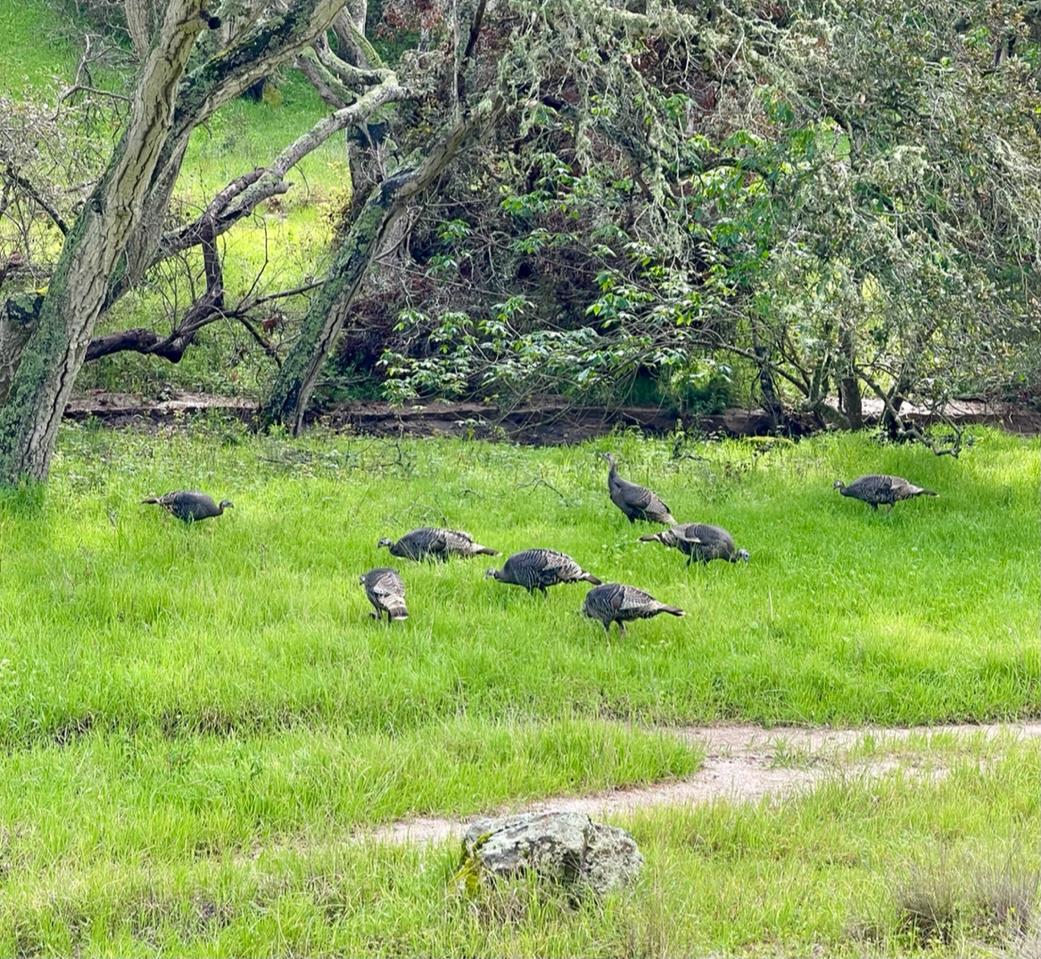 270 River Road Salinas, CA 93908 - Photo 21 of 44 a green field with lots of bushes