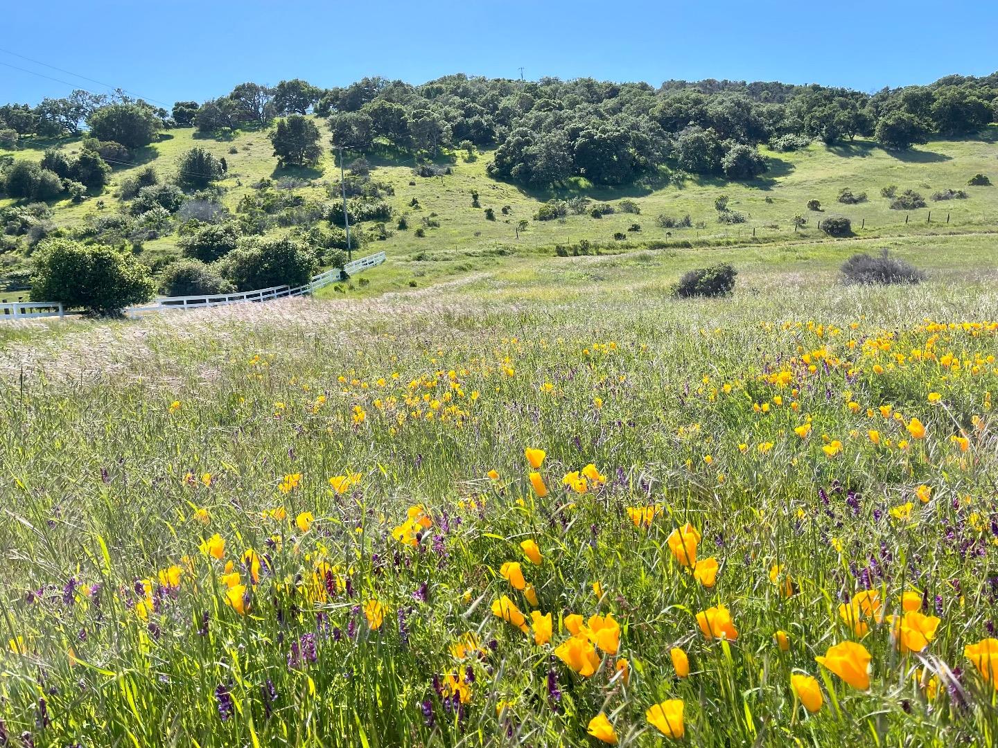 270 River Road Salinas, CA 93908 - Photo 8 of 44 a view of a field with a tree in the background