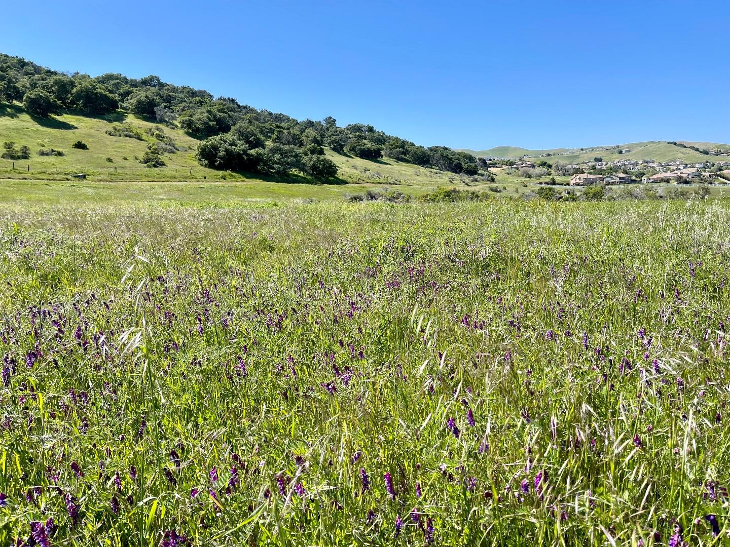 270 River Road Salinas, CA 93908 - Photo 9 of 44 a view of a green field with lots of bushes