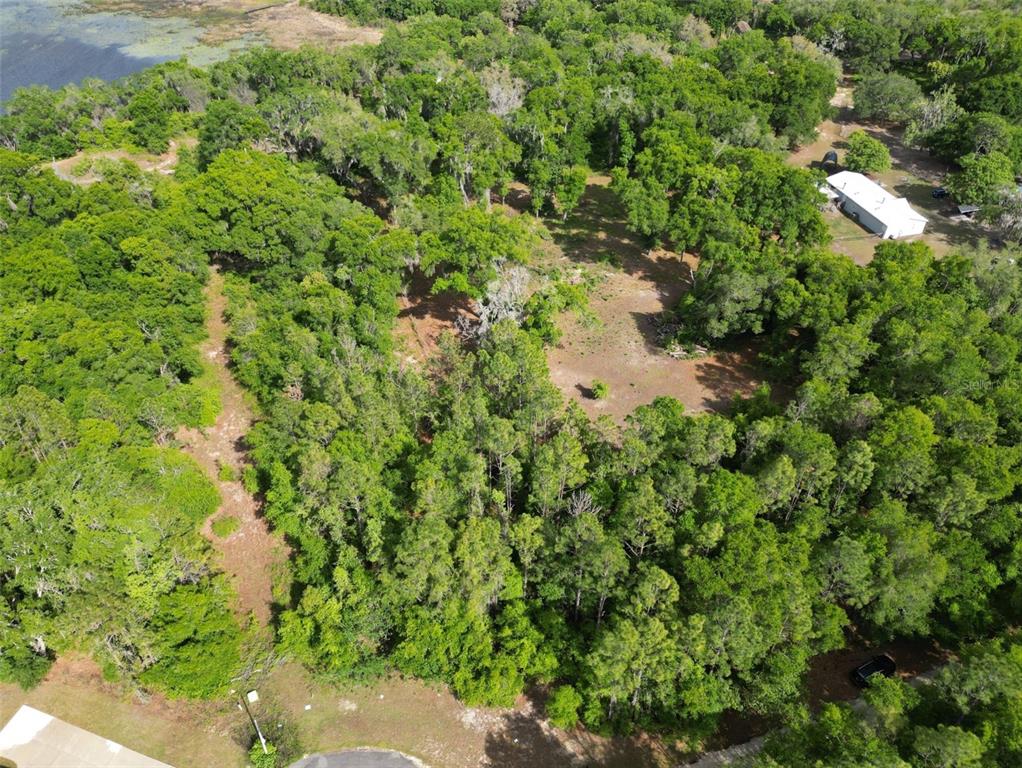 0 Southeast 119th Street Belleview, FL 34420 - Photo 8 of 11 a view of a forest