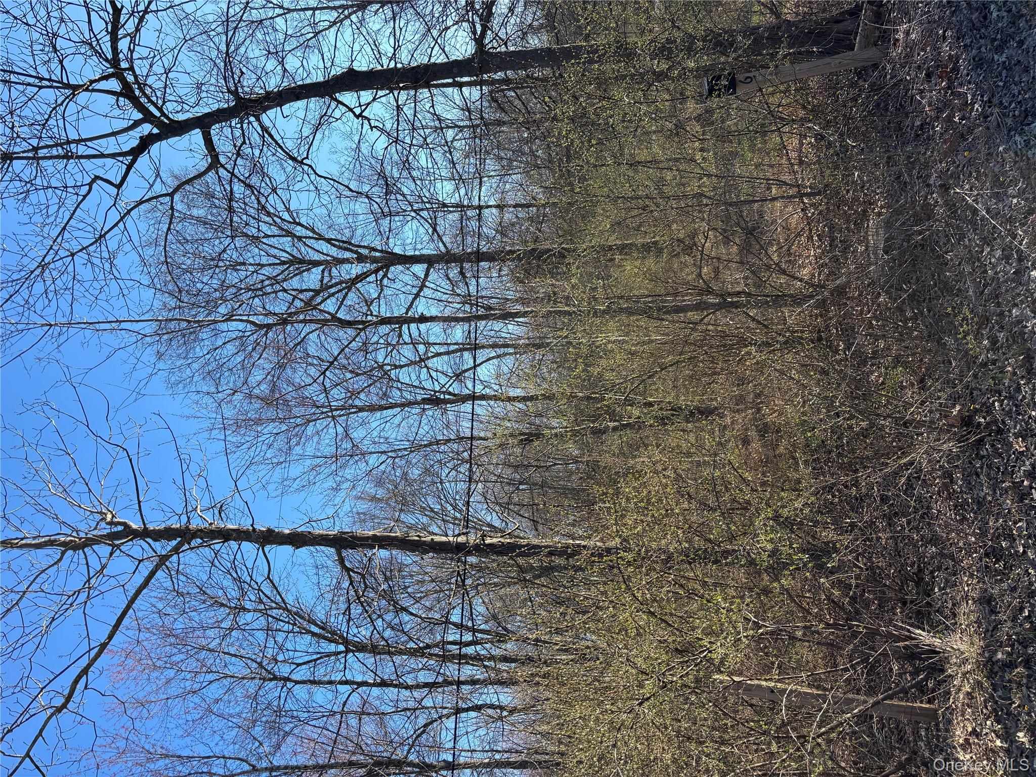 a view of a yard with large trees