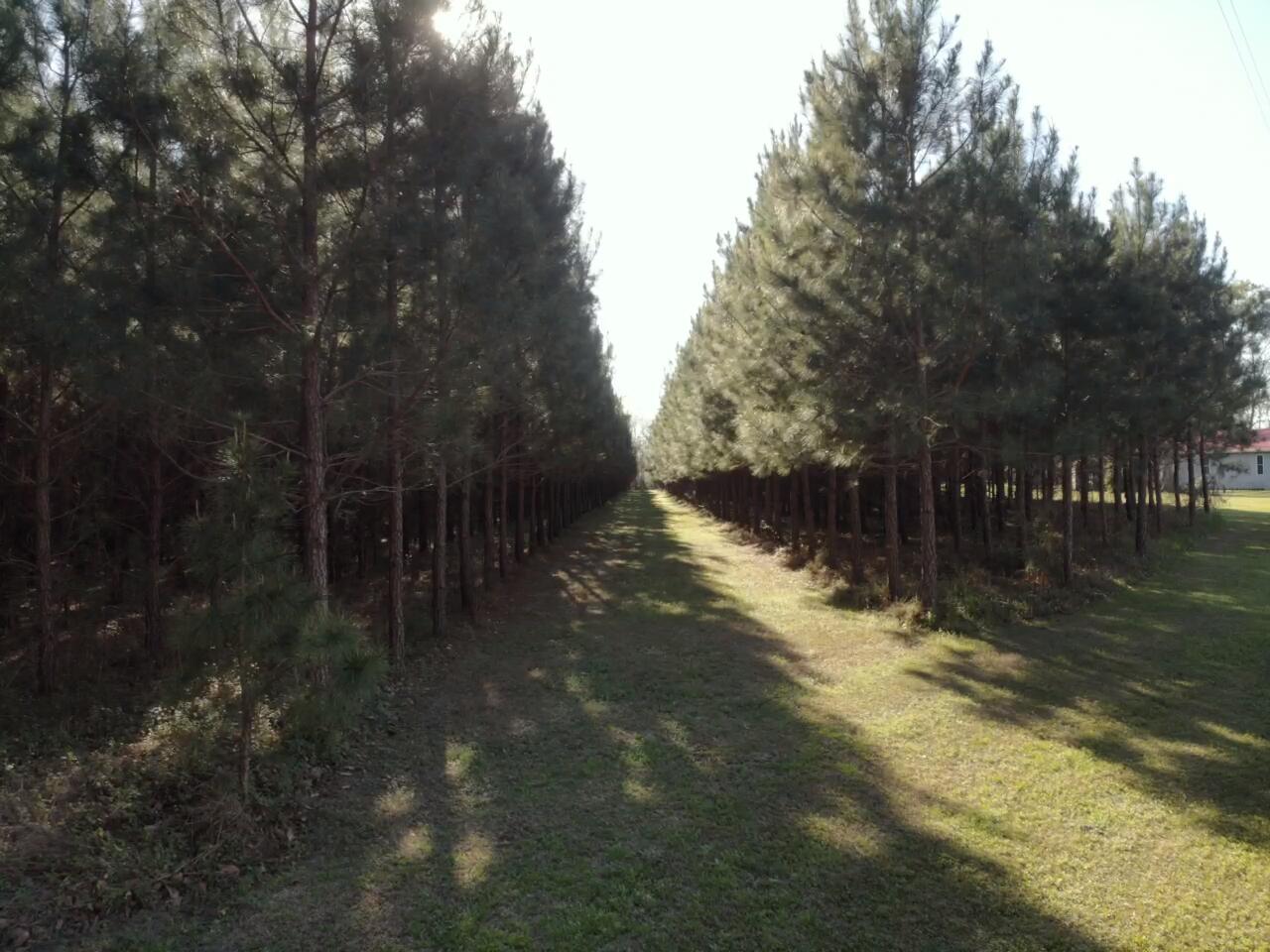 0 Polk Road Islandton, SC 29929 - Photo 11 of 18 IMG_3257