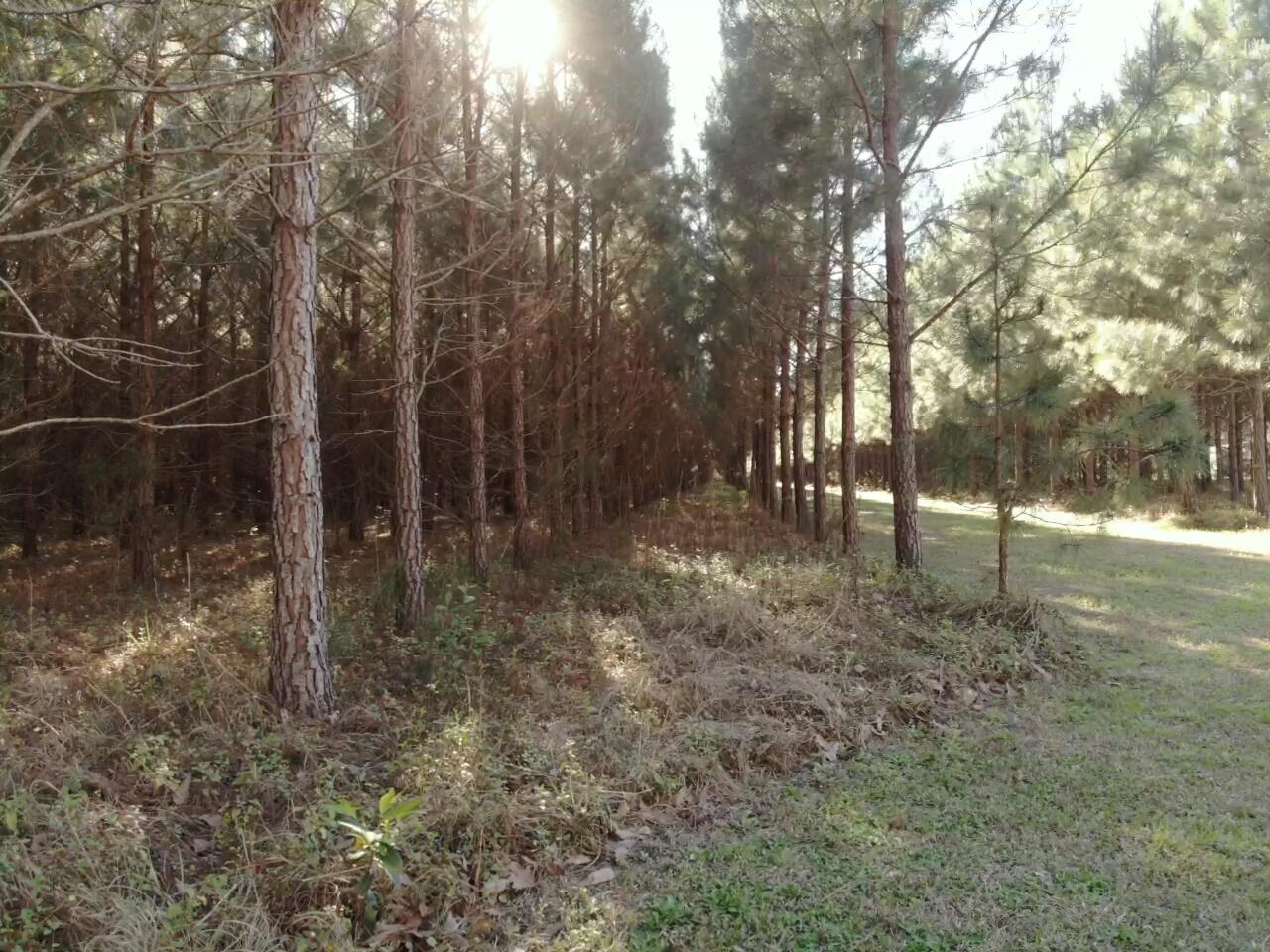 0 Polk Road Islandton, SC 29929 - Photo 12 of 18 IMG_3258