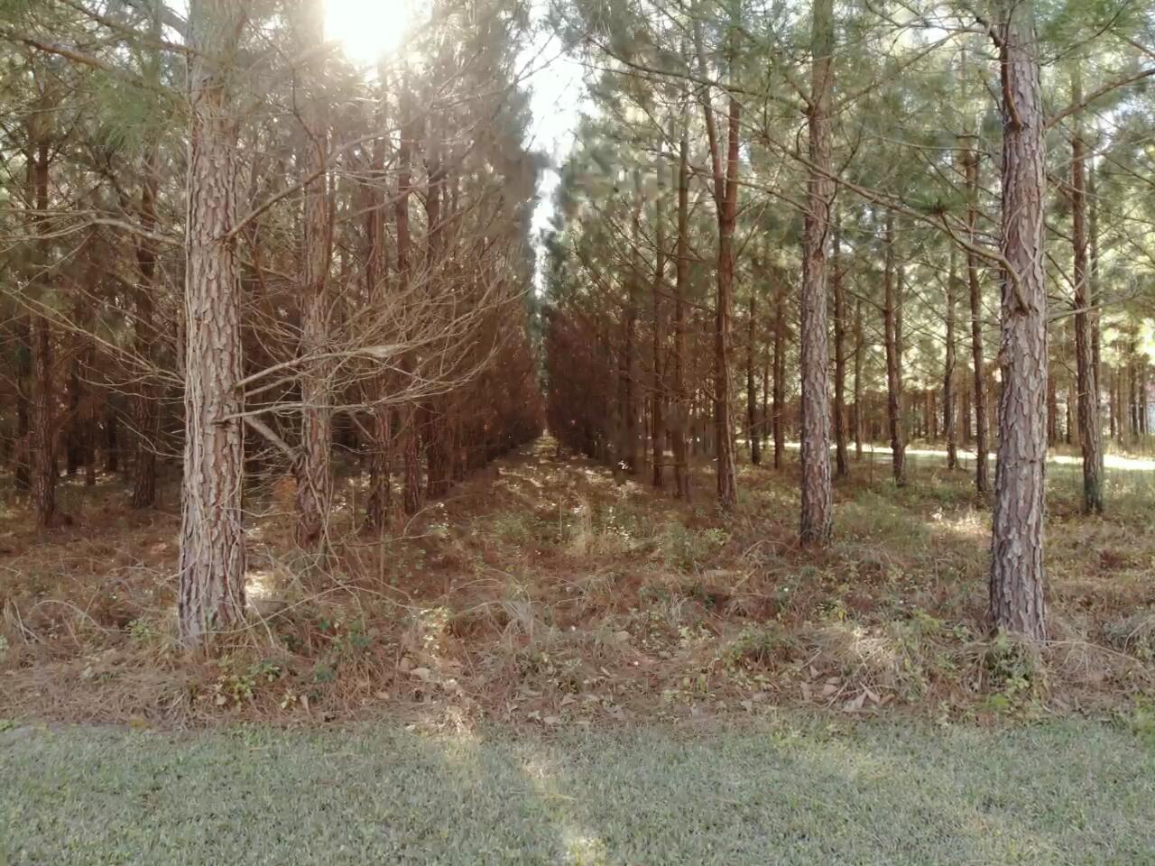 0 Polk Road Islandton, SC 29929 - Photo 13 of 18 IMG_3259