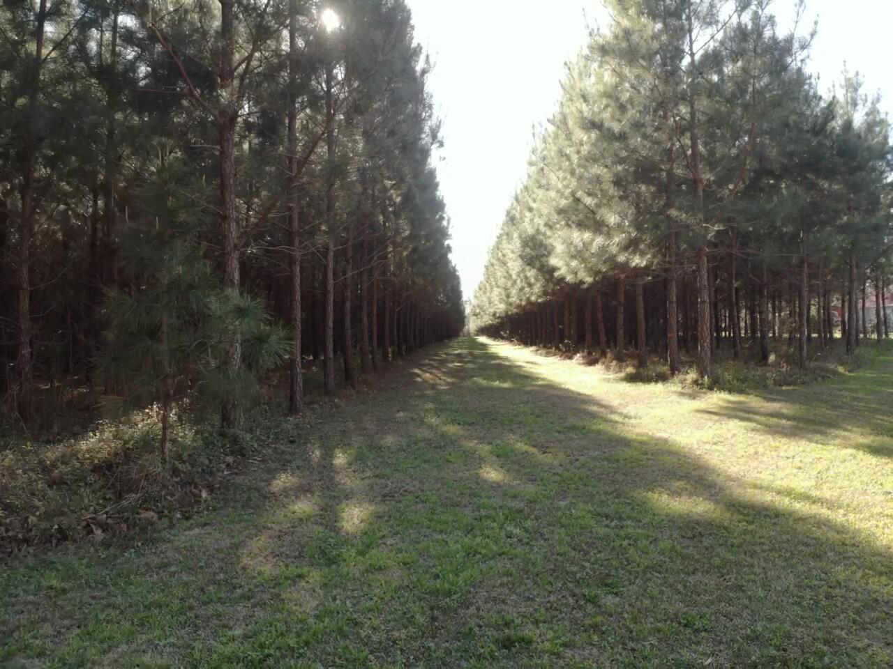 0 Polk Road Islandton, SC 29929 - Photo 15 of 18 IMG_3261