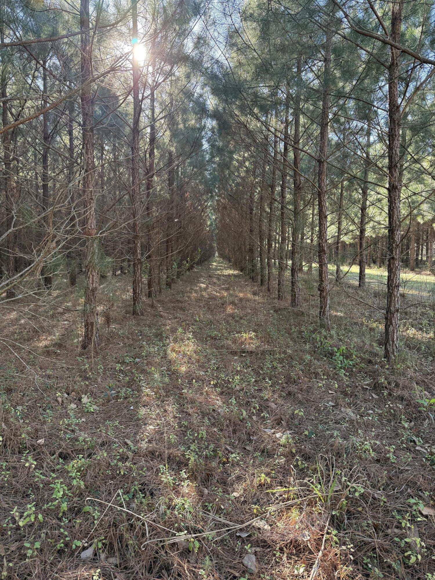 0 Polk Road Islandton, SC 29929 - Photo 2 of 18 IMG_3264
