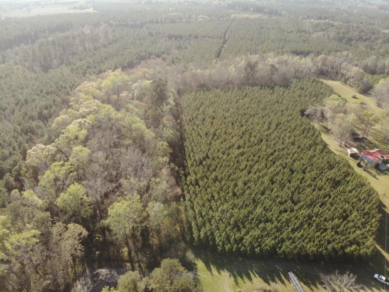 0 Polk Road Islandton, SC 29929 - Photo 5 of 18 IMG_3251