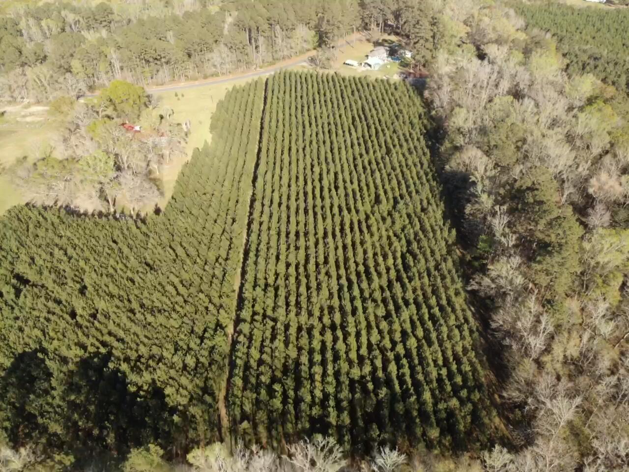 0 Polk Road Islandton, SC 29929 - Photo 8 of 18 IMG_3254