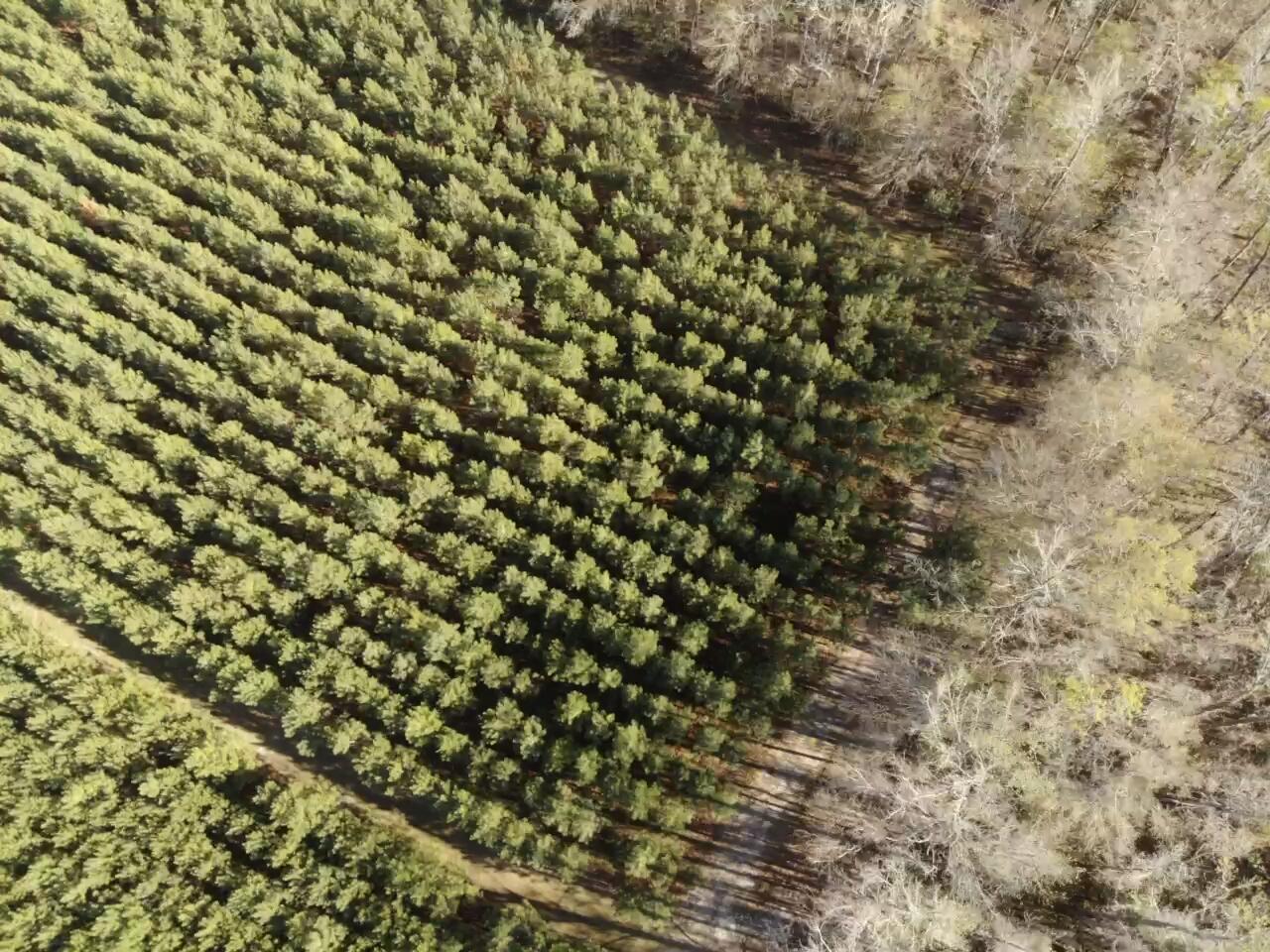 0 Polk Road Islandton, SC 29929 - Photo 9 of 18 IMG_3255