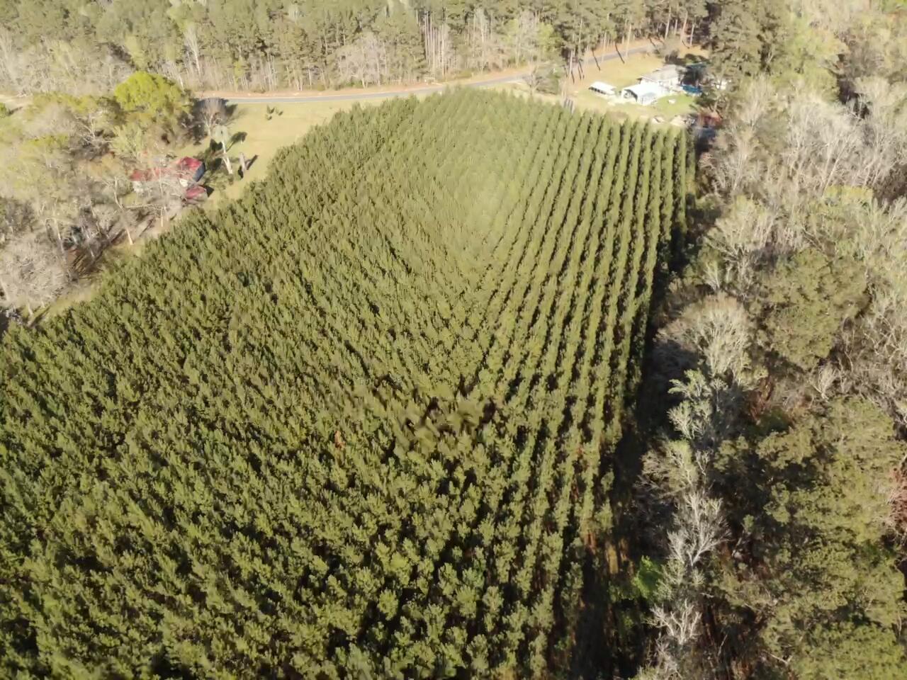 0 Polk Road Islandton, SC 29929 - Photo 10 of 18 IMG_3256