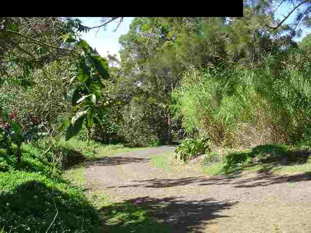 497 Kawelo Road Haiku, HI 96708 - Photo 17 of 18 a view of a yard with plants and large trees