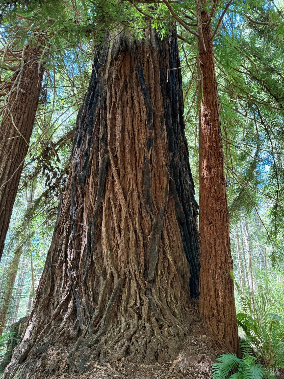 35206 Fly Cloud Road The Sea Ranch, CA 95497 - Photo 2 of 12 Old growth redwood along the driveway.