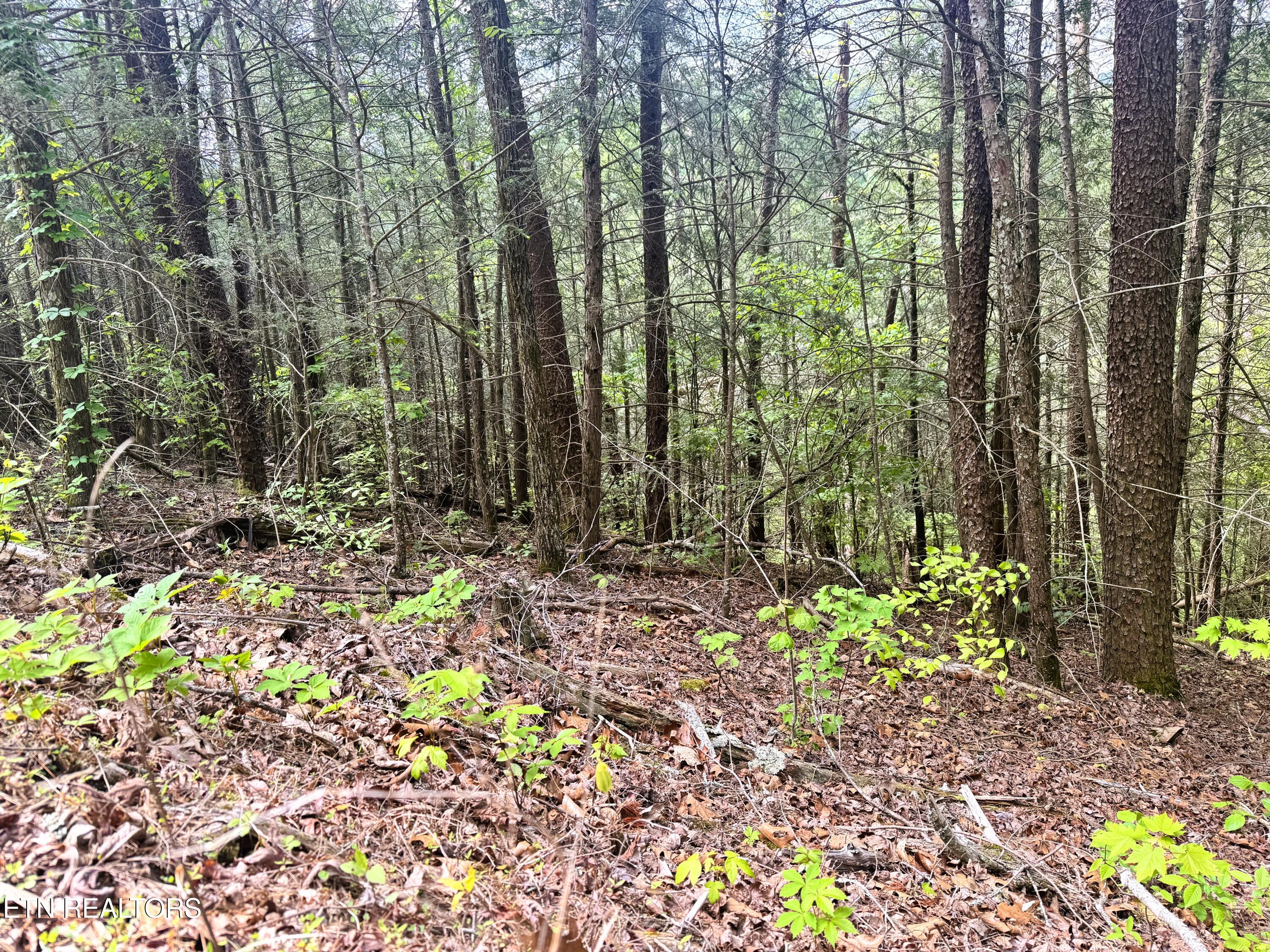 Montevallo Road Sevierville, TN 37876 - Photo 2 of 12 IMG_6948