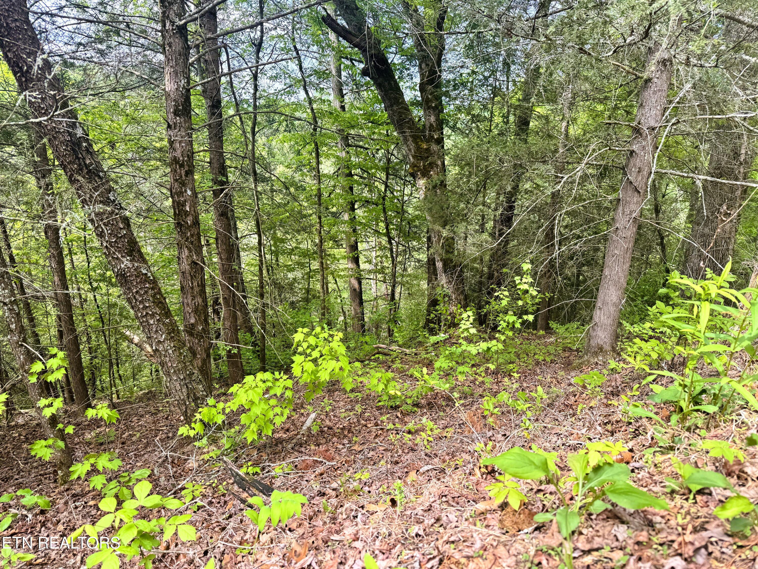 Montevallo Road Sevierville, TN 37876 - Photo 3 of 12 IMG_6949