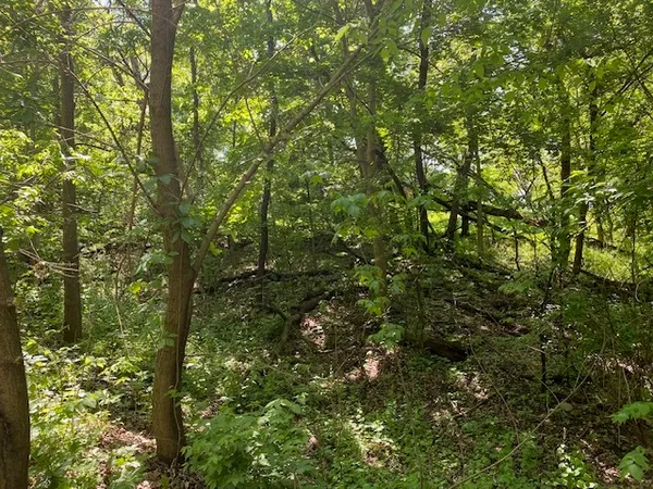 a view of a yard