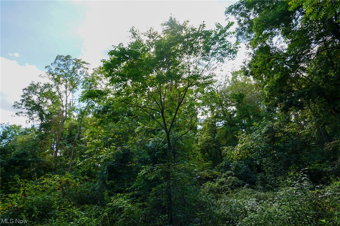 555 State Route Blue Rock, OH 43720 - Photo 28 of 28 View of nature