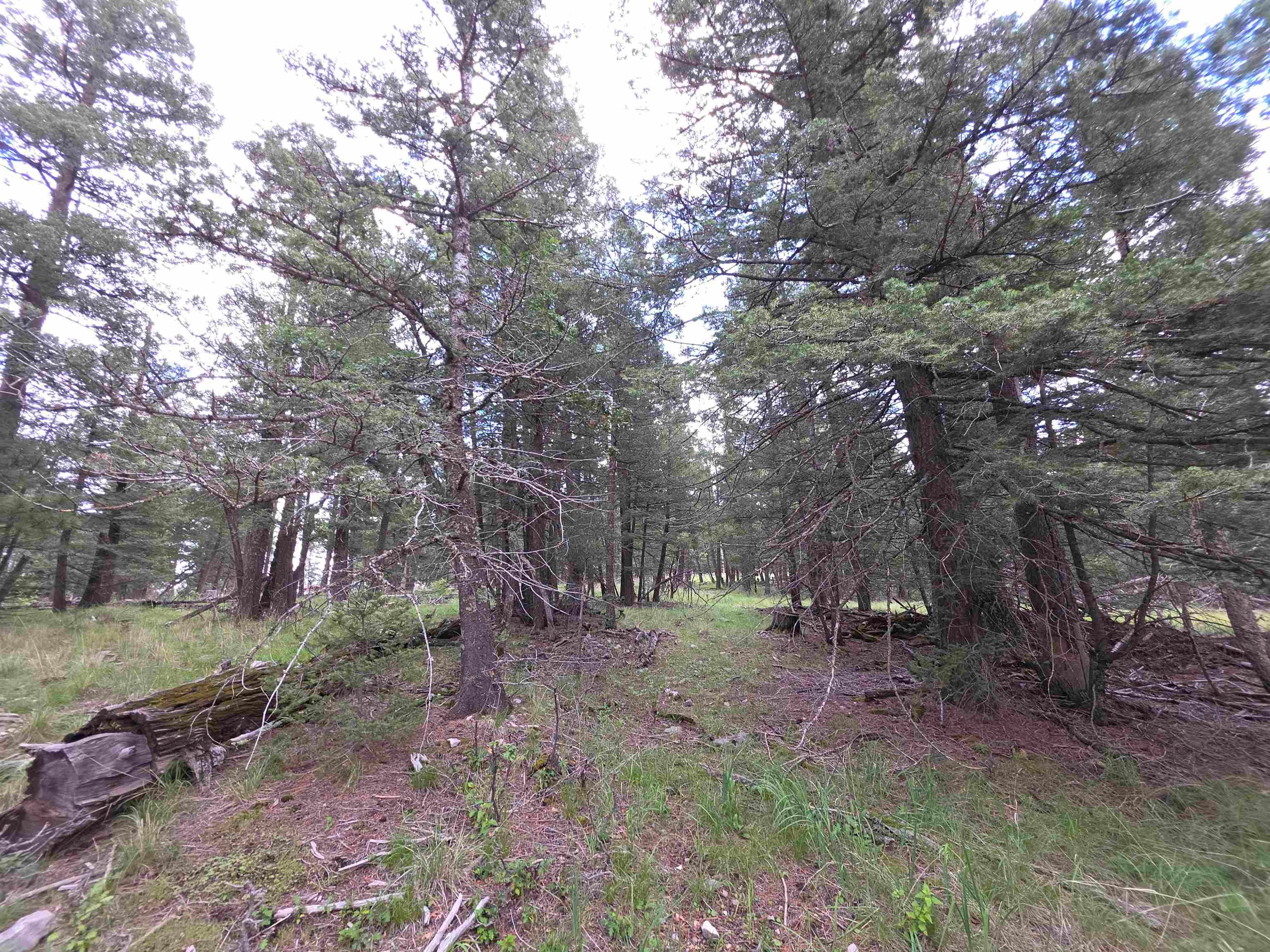 Lot 58 Big Dipper Road Mayhill, NM 88339 - Photo 24 of 50 Gallery Image 24