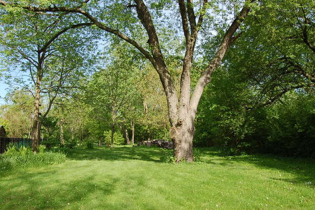a view of a trees with a yard