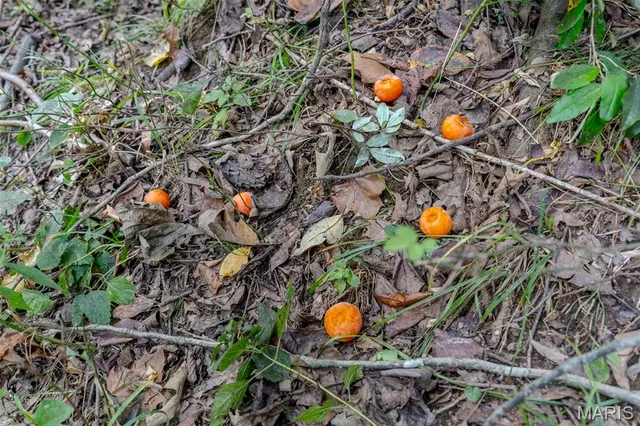 $460,000 | 0 State Highway East, Oak Ridge, MO 63769