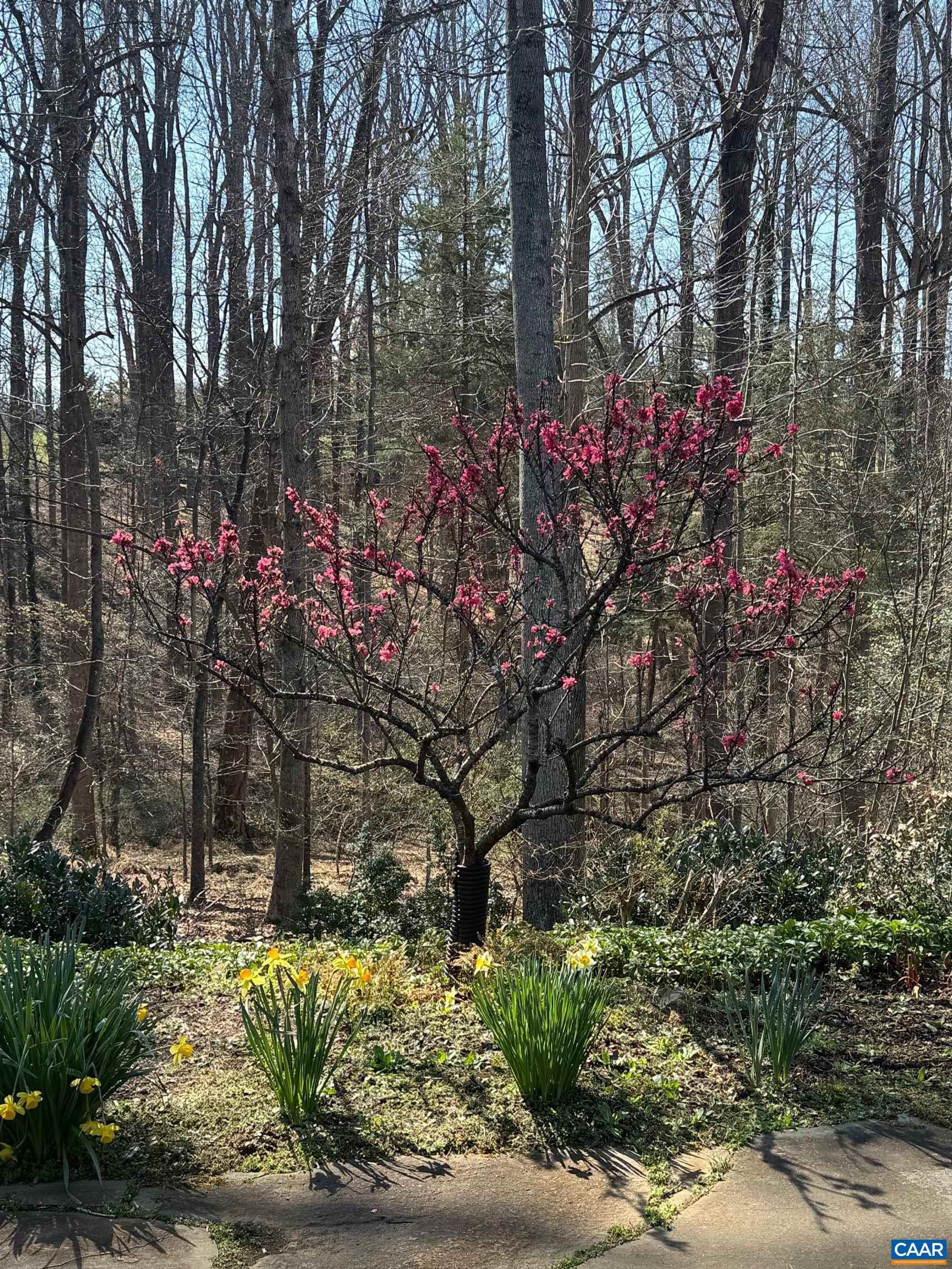889 Old Garth Road Charlottesville, VA 22901 - Photo 12 of 35 a view of yard with flowers and trees