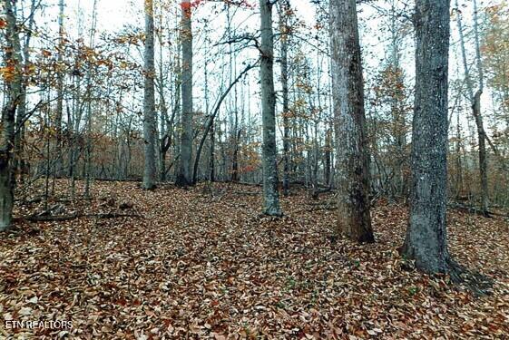 154 East Wolf Valley Road Heiskell, TN 37754 - Photo 3 of 40 Trees Original