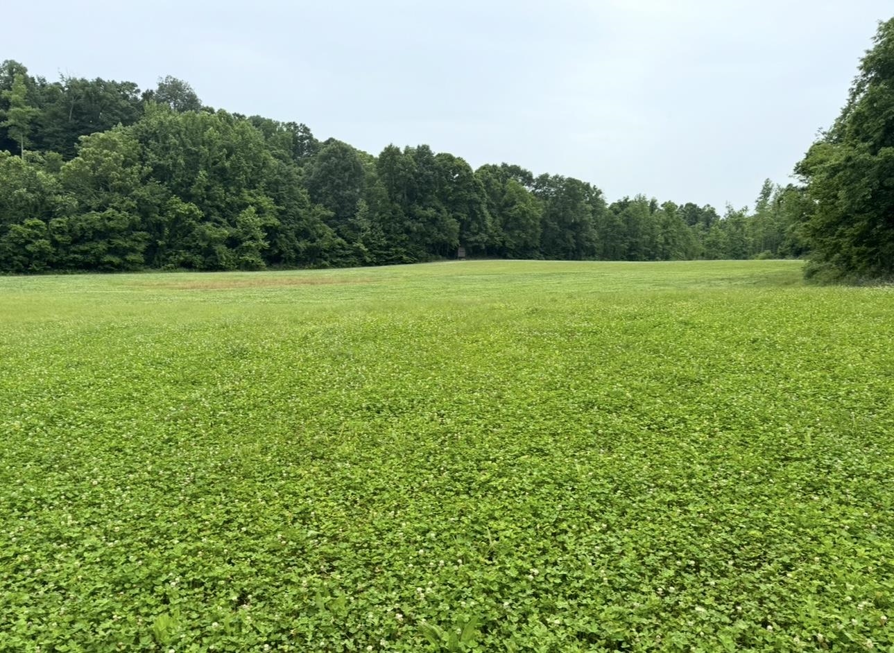 0 Sneed Road Drummonds, TN 38023 - Photo 4 of 20