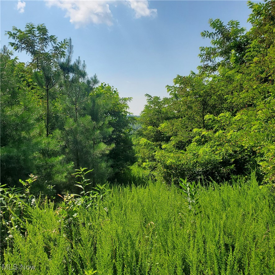 22 County Rt Street St. Marys, WV 26170 - Photo 10 of 27 View of woods