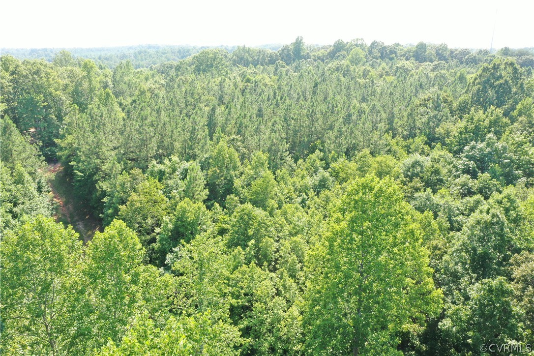 Seven Eleven Road Dillwyn, VA 23936 - Photo 11 of 38 a view of a forest