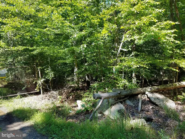 a view of a forest with a tree