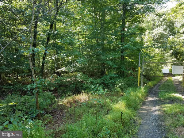 a view of a forest with a tree