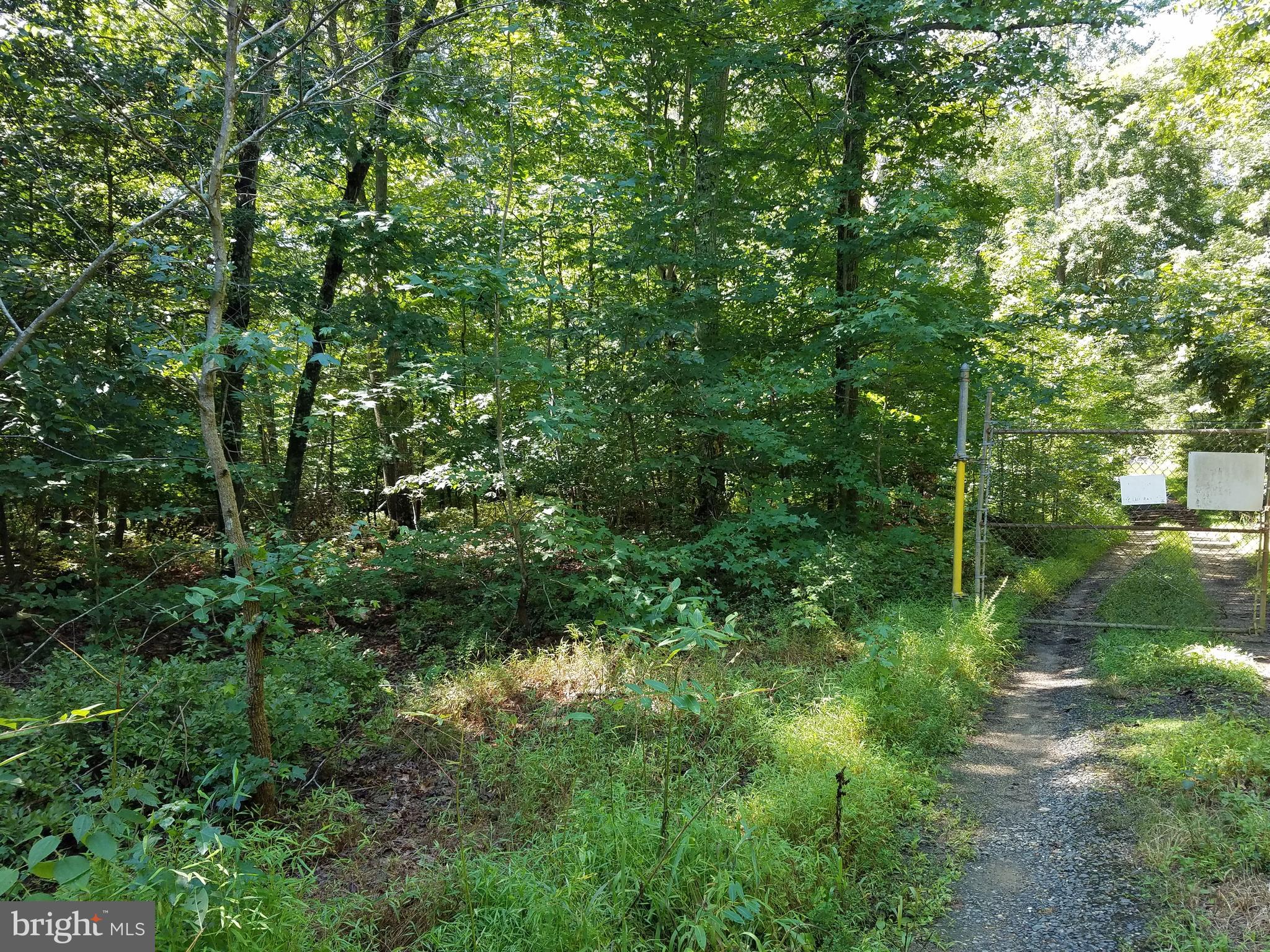 7285 Billingsley Road Bryans Road, MD 20646 - Photo 5 of 7 a view of a forest with a tree