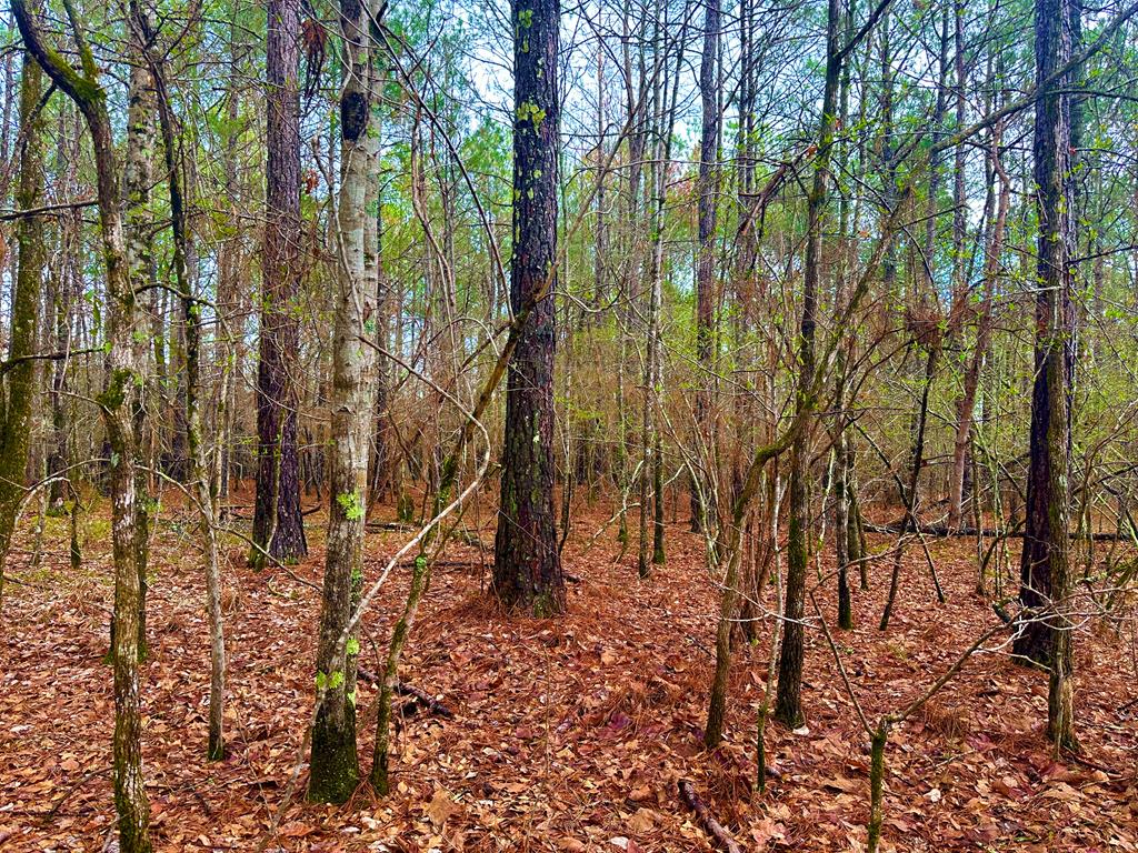 0 John Allen Carter Road Talbotton, GA 31827 - Photo 17 of 18 Gallery Image 17