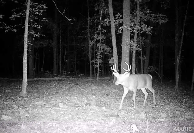 $739,900 | 0 Carter 254, Grandin, MO 63943