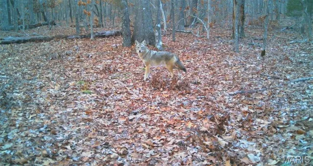 $739,900 | 0 Carter 254, Grandin, MO 63943