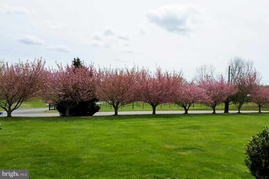 10070 Lees Mill Road Warrenton, VA 20186 - Photo 30 of 30 Cherry trees line front yard