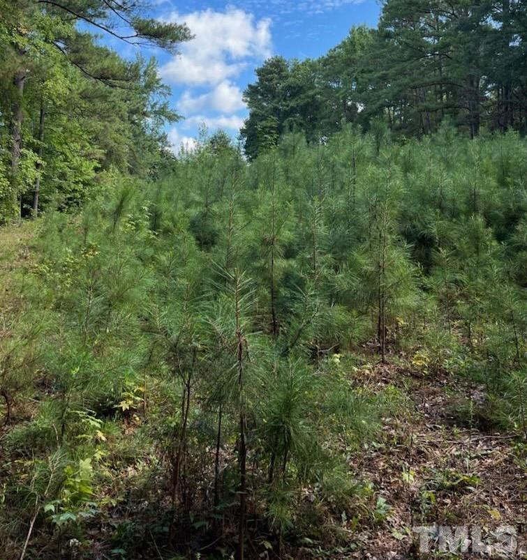 6016 Colonial Drive Raleigh, NC 27603 - Photo 3 of 10 a view of a forest with lots of trees
