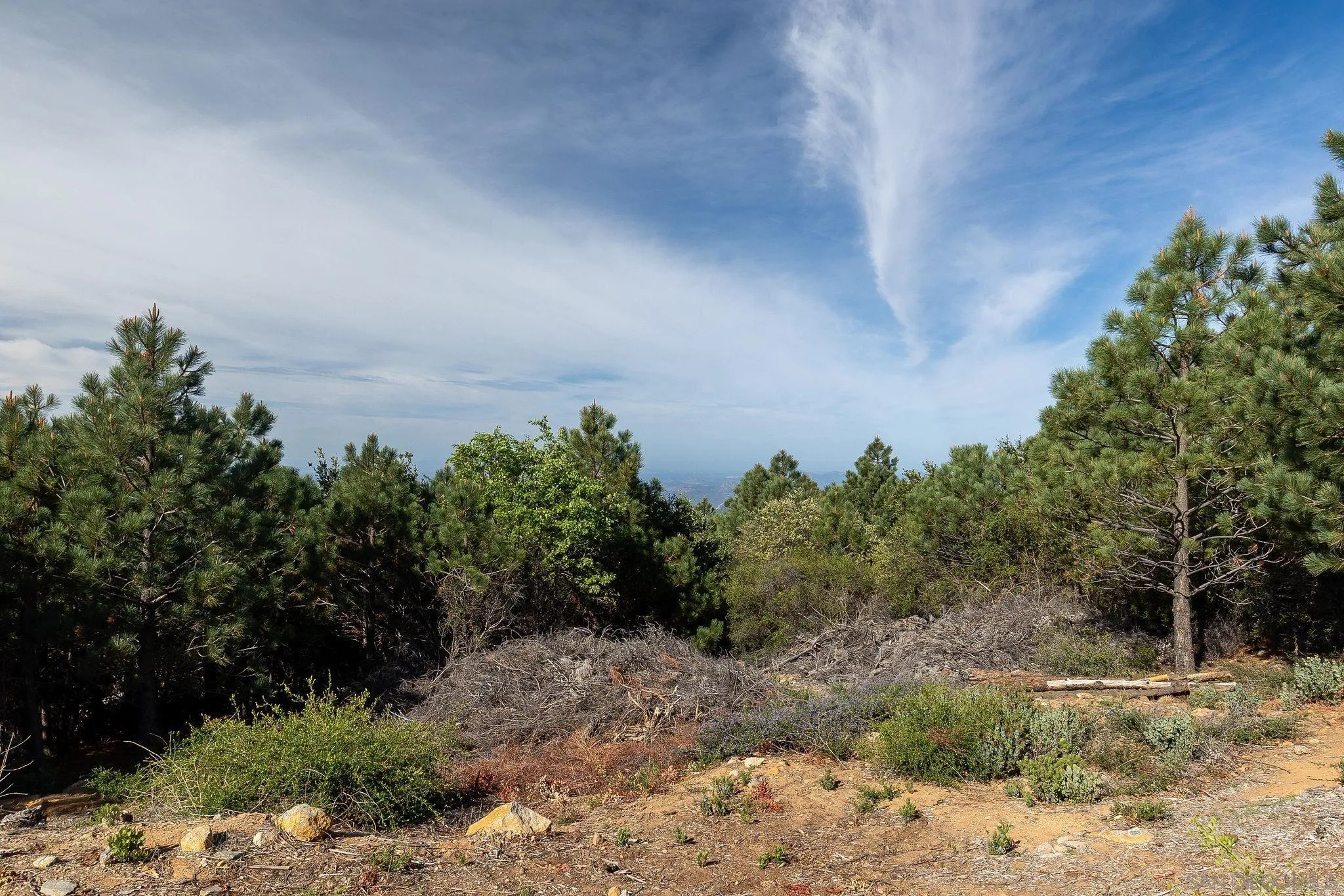 15962 North Peak Road, Unit 39 Julian, CA 92036 - Photo 7 of 16 a view of a dry yard with trees
