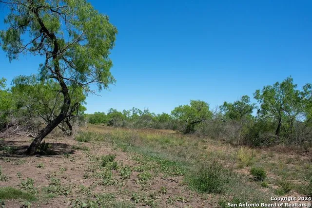 a view of a dry yard with trees