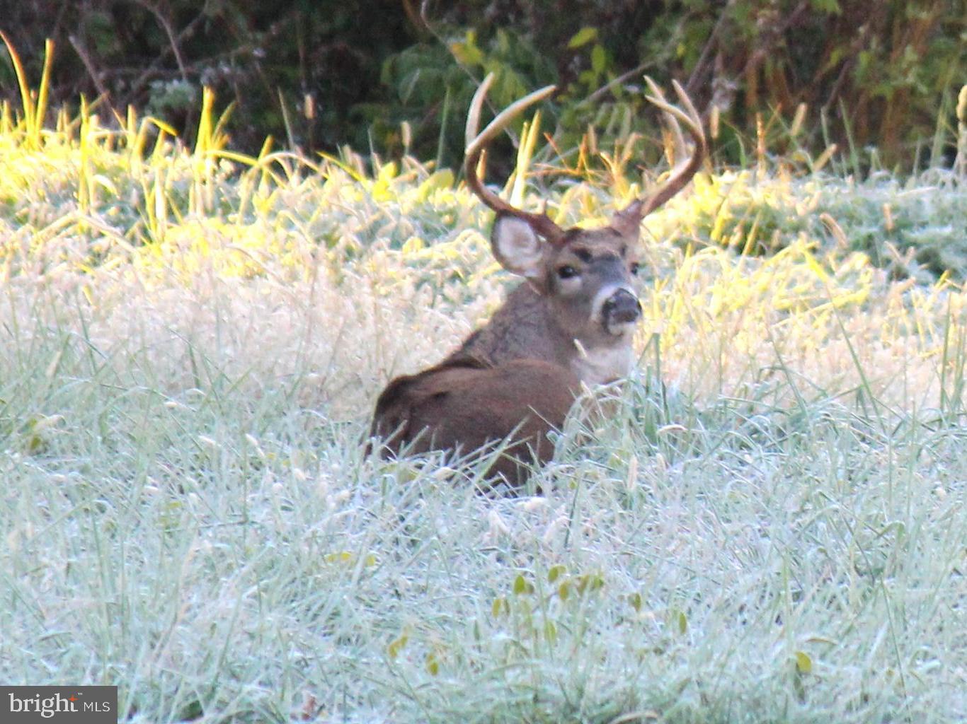 a view of a yard with a tree