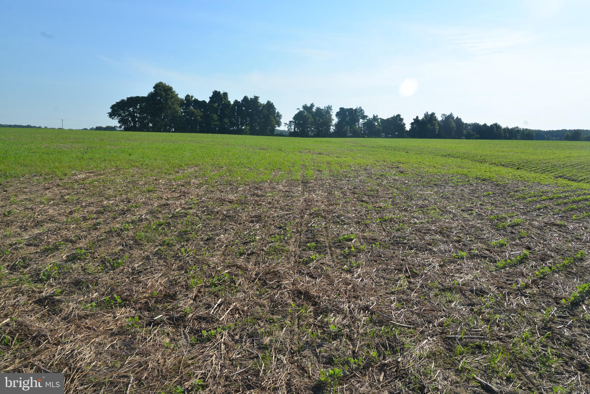213 Rd Centreville Md 21617 Road Centreville, MD 21617 - Photo 14 of 36 a view of a field and trees